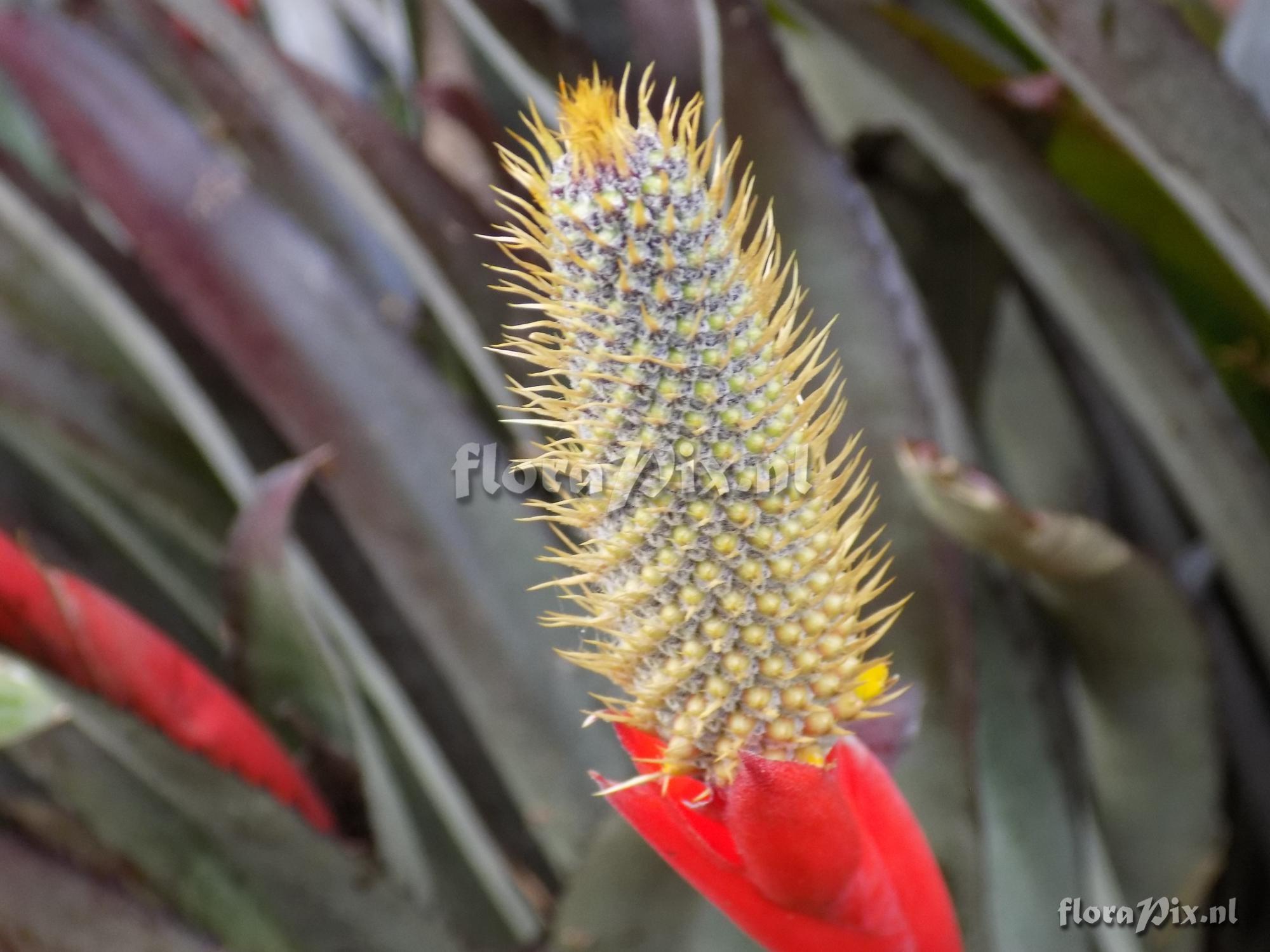 Aechmea pineliana