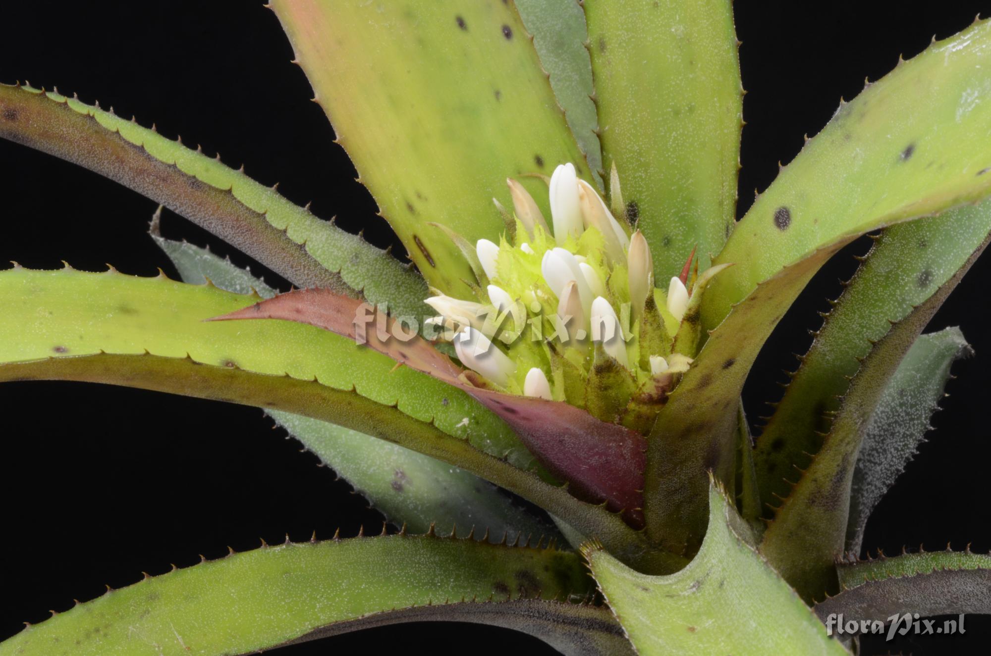 Aechmea aculeatosepala