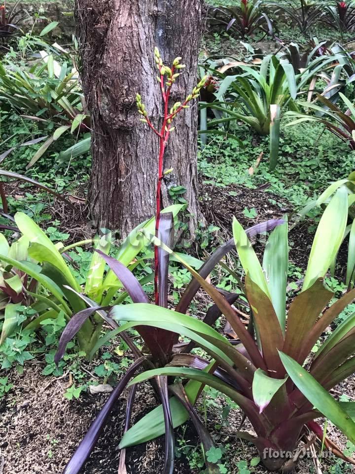 Guzmania rhonhofiana