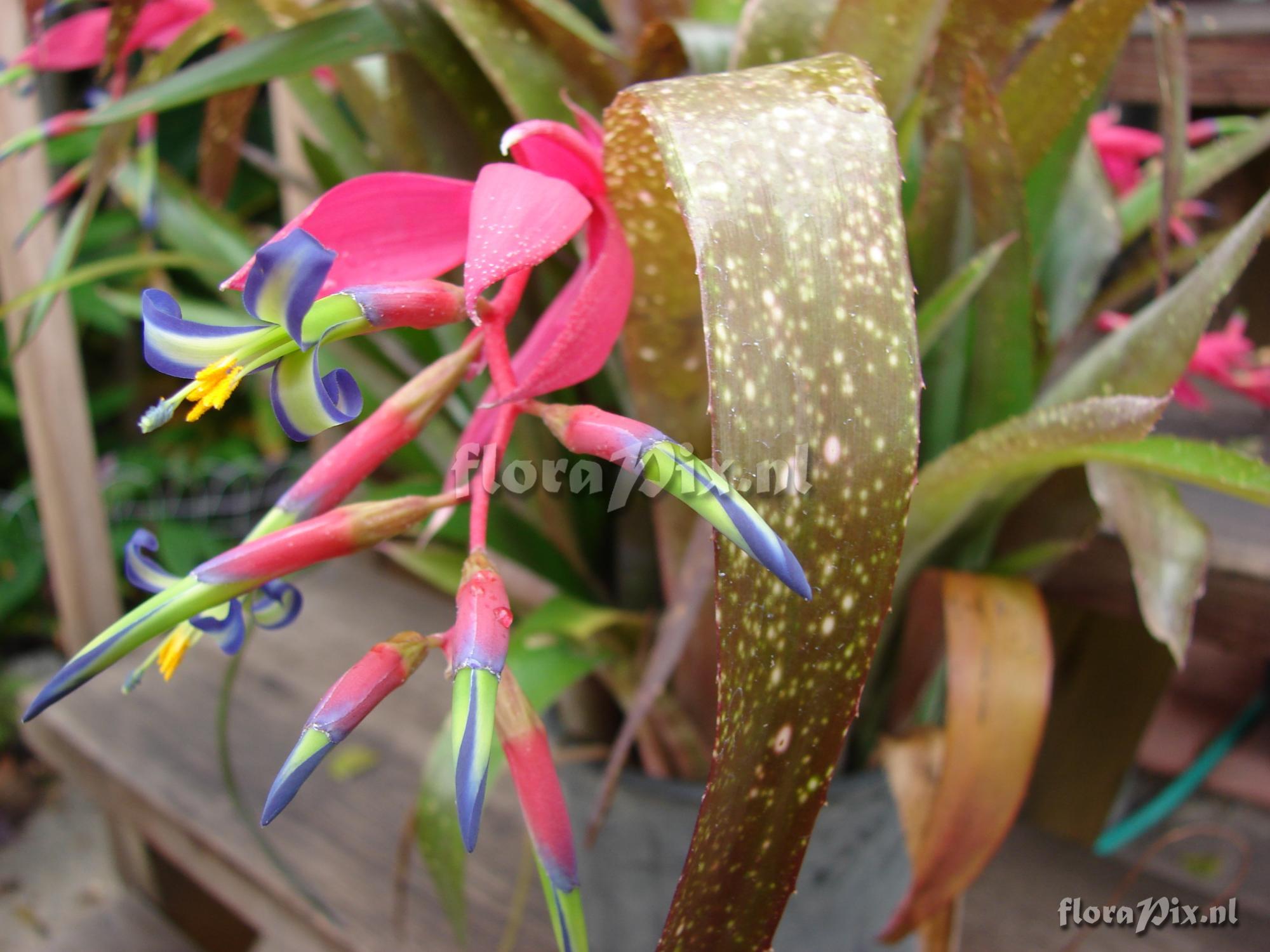 Billbergia saundersii