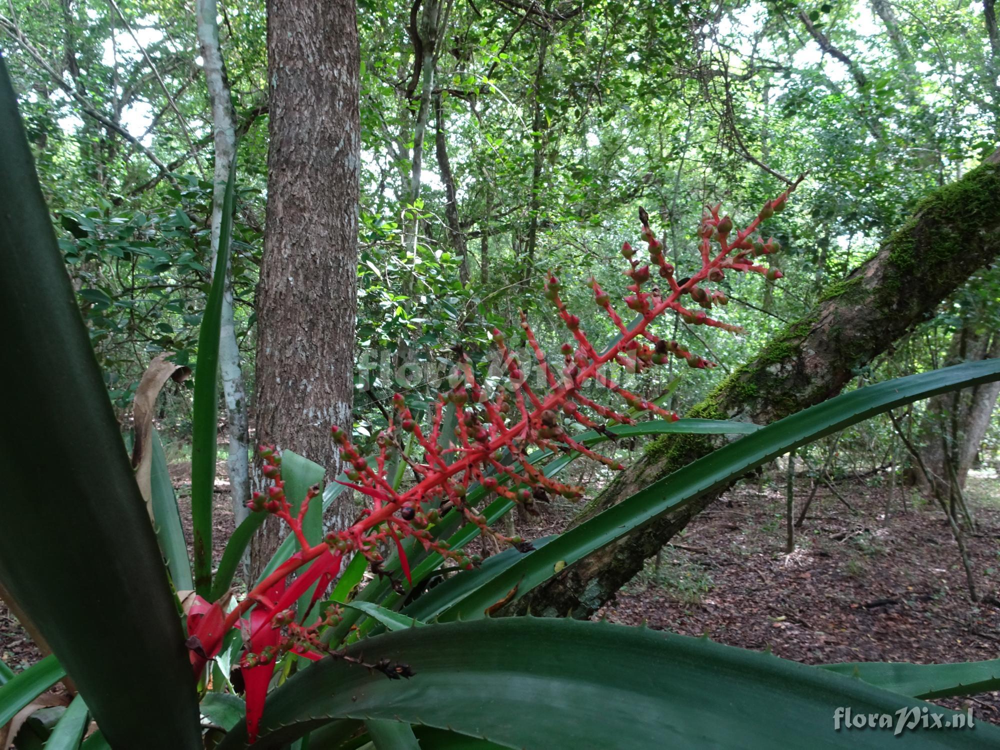 Aechmea bracteata