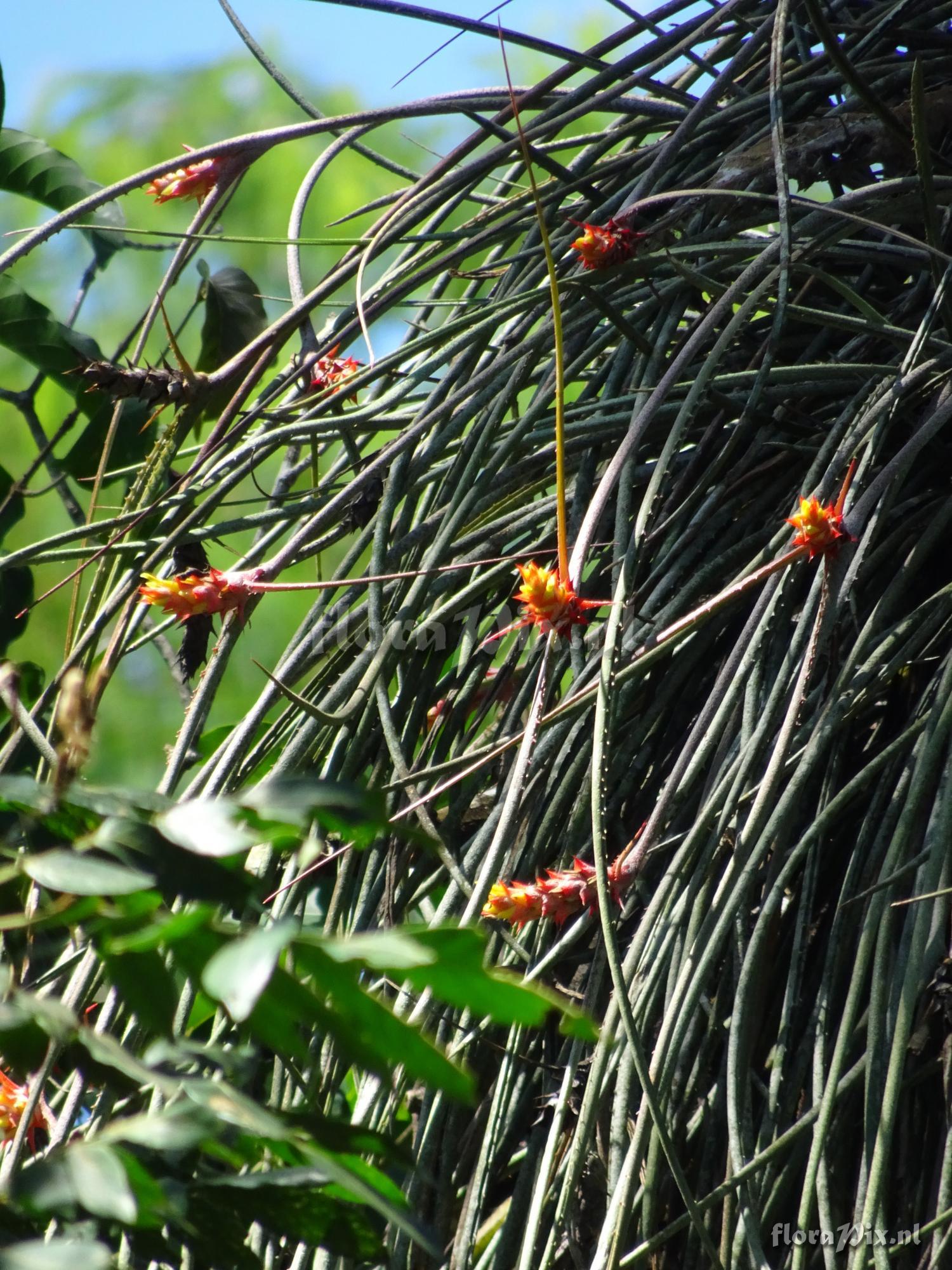 Acanthostachys strobilacea