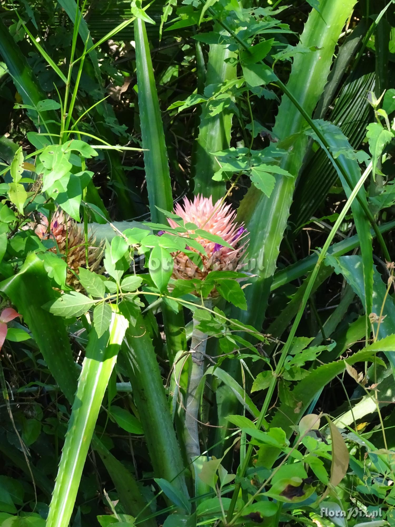 Ananas