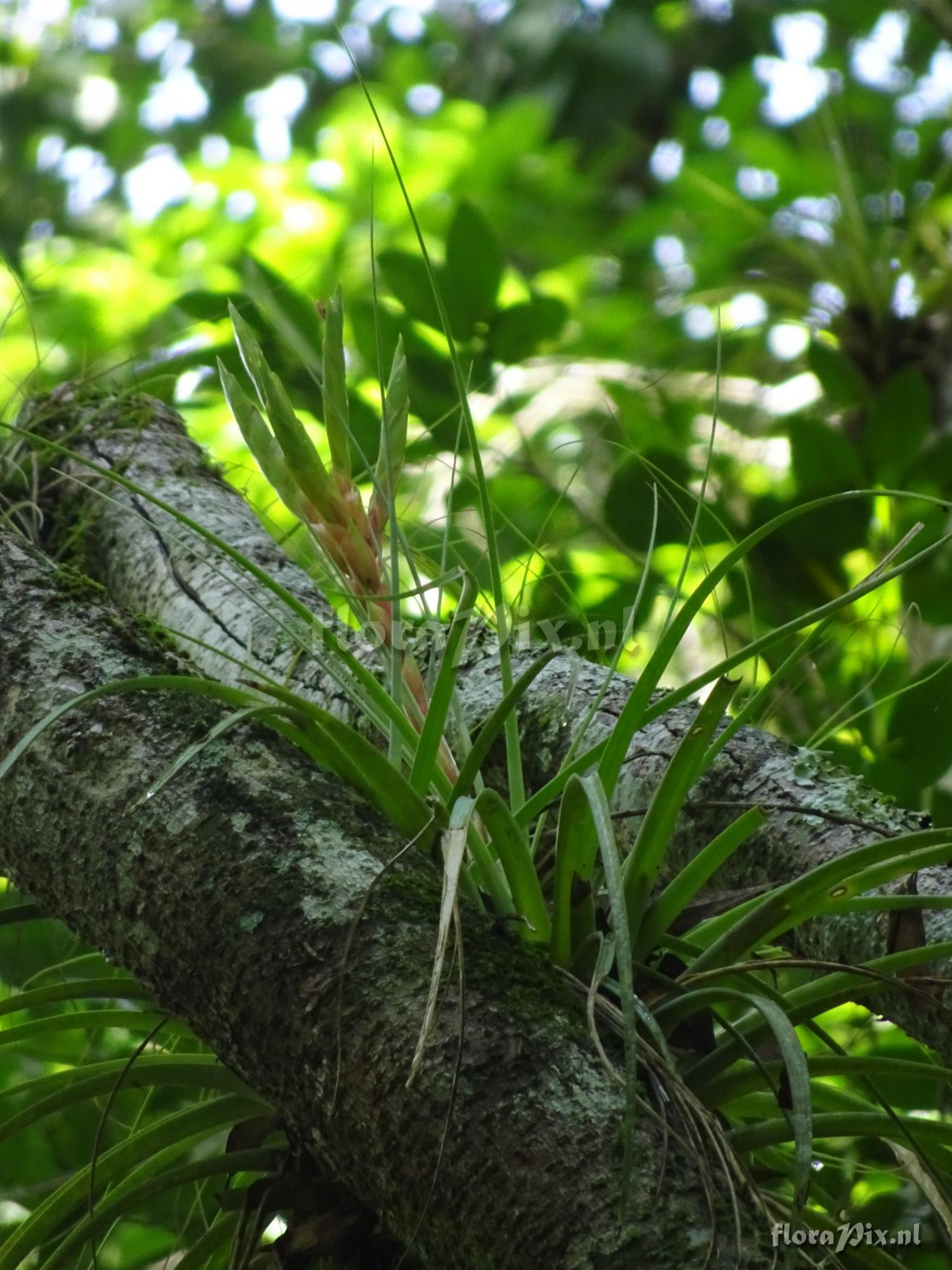 Tillandsia fasciculata