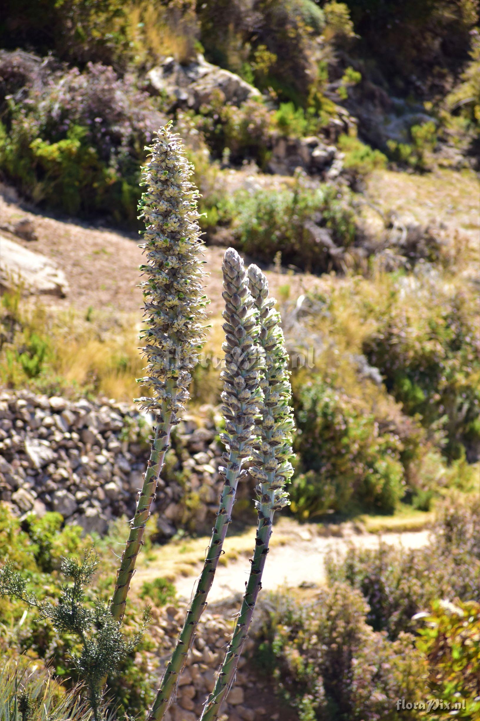 Puya mollis