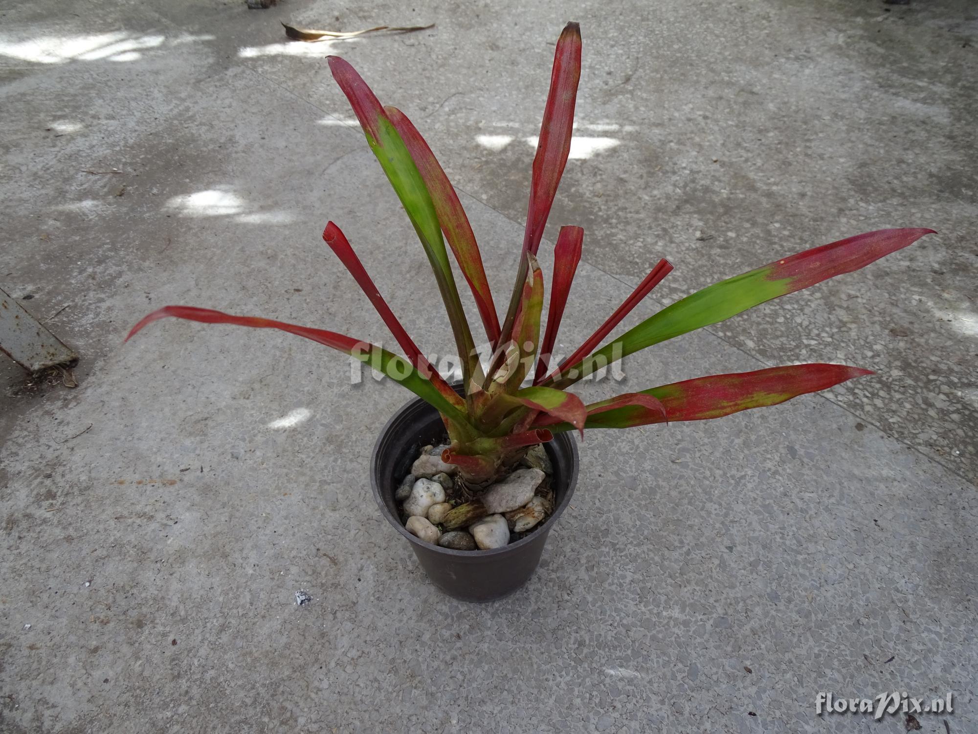 Guzmania sp