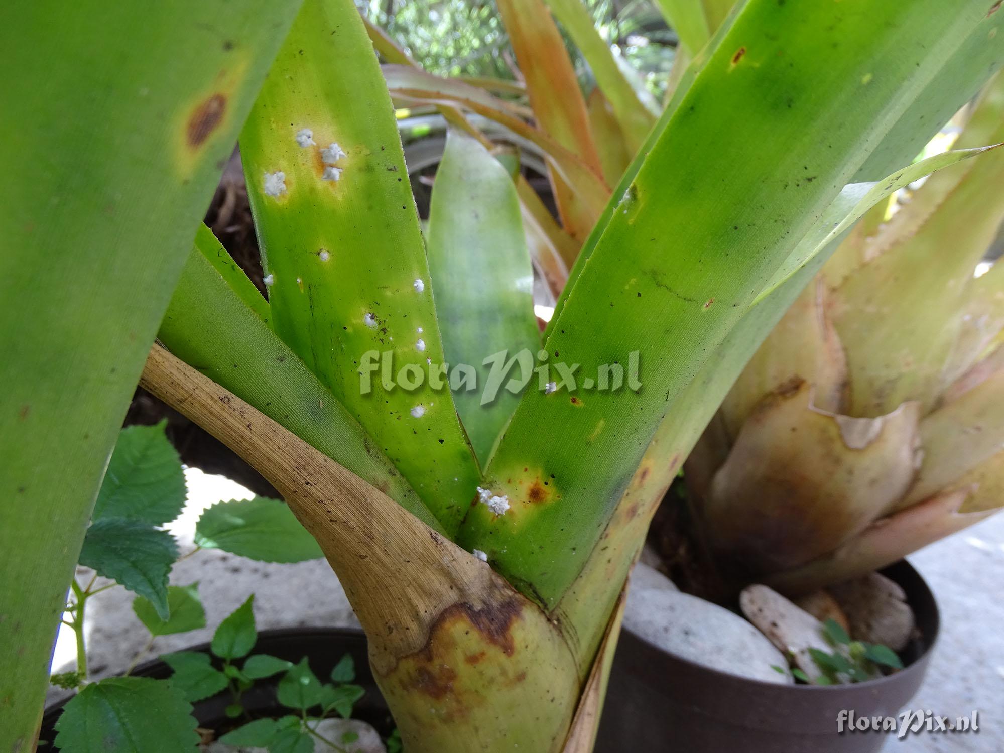 Aechmea sp