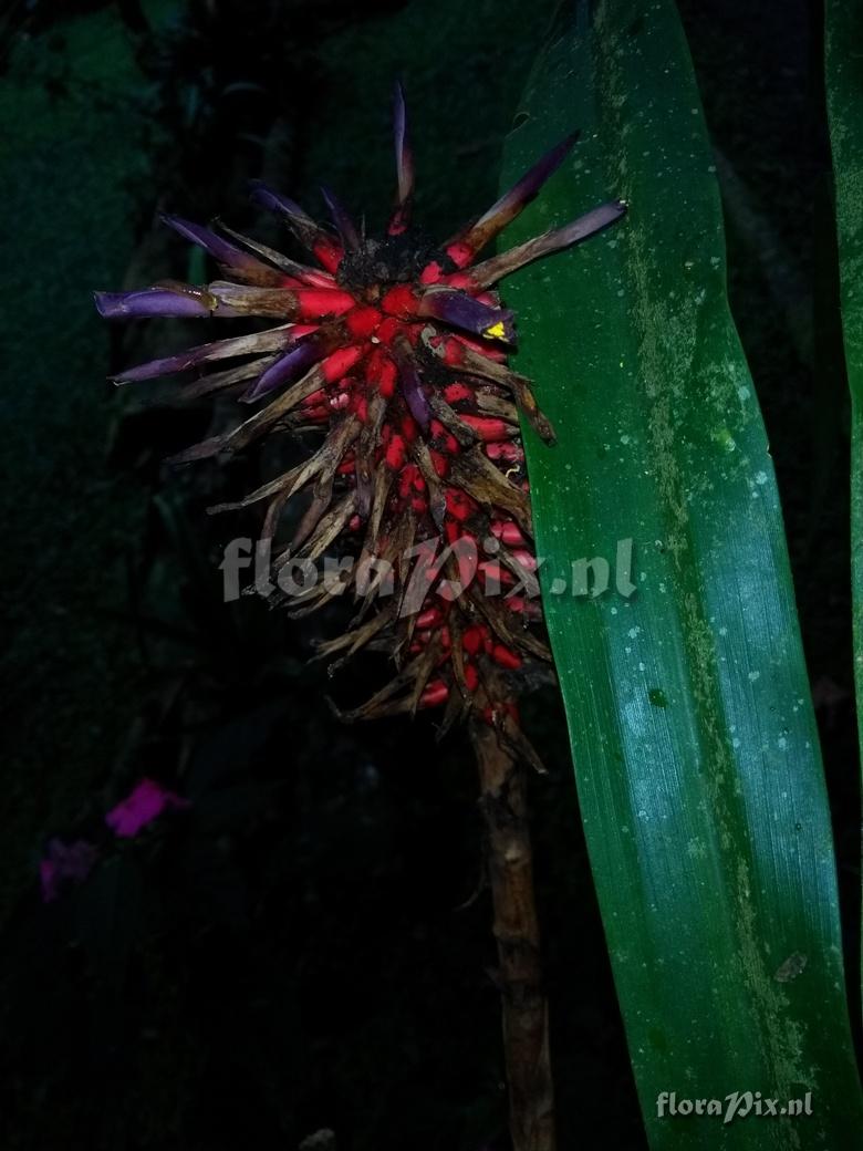 Pitcairnia \