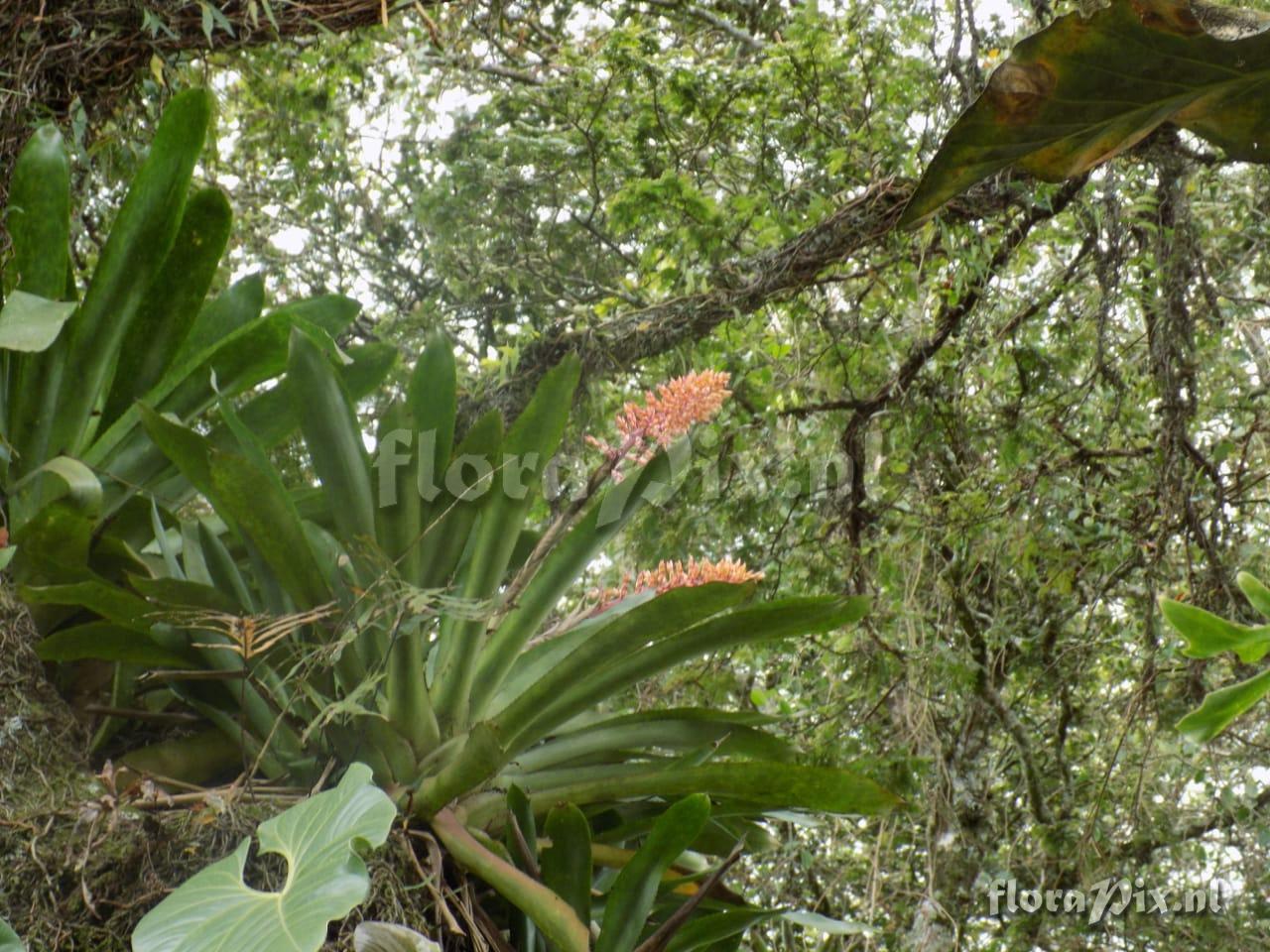 Aechmea 