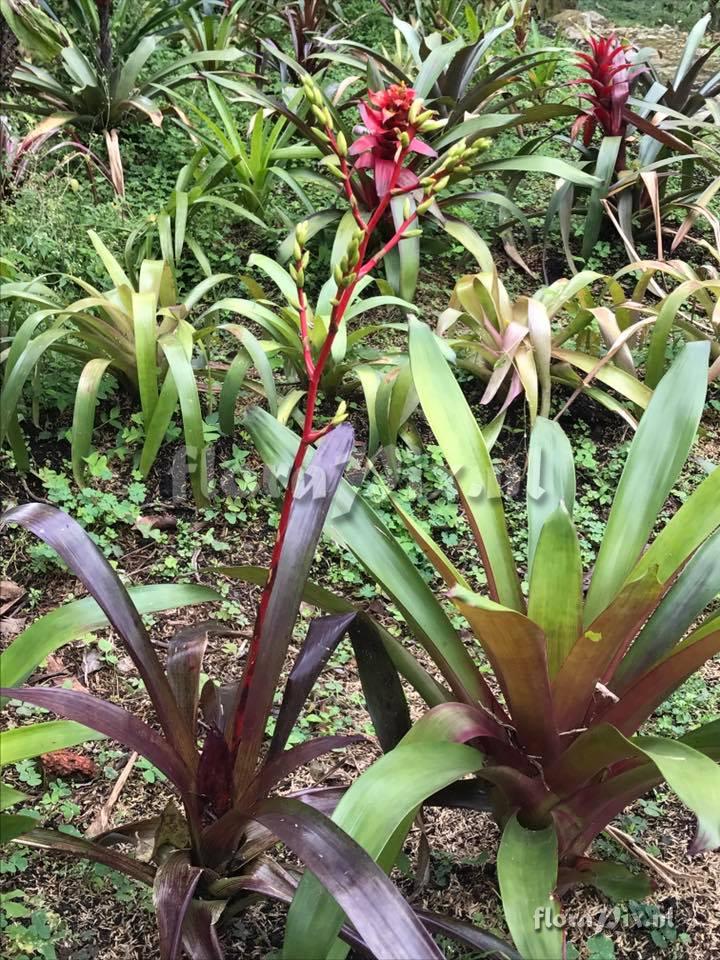 Guzmania rhonhofiana