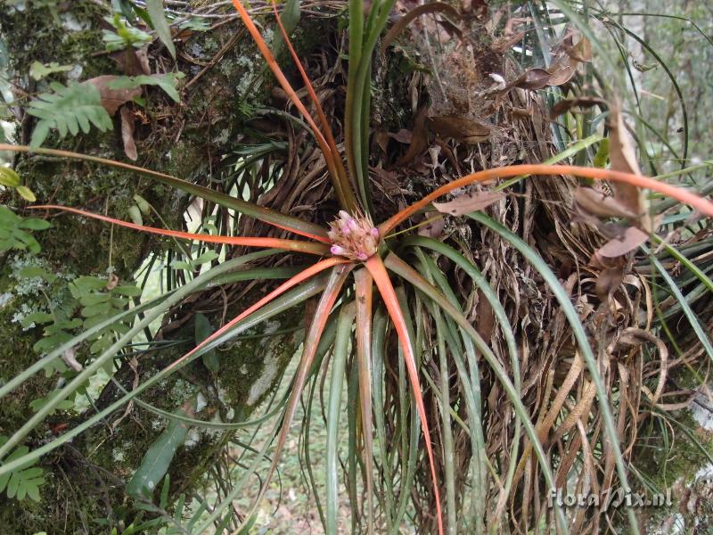 aechmea recurvata albobracteata