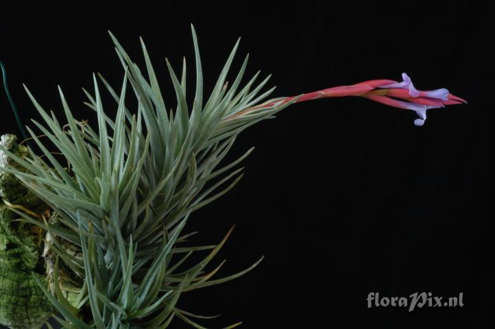 Tillandsia cornissaensis x