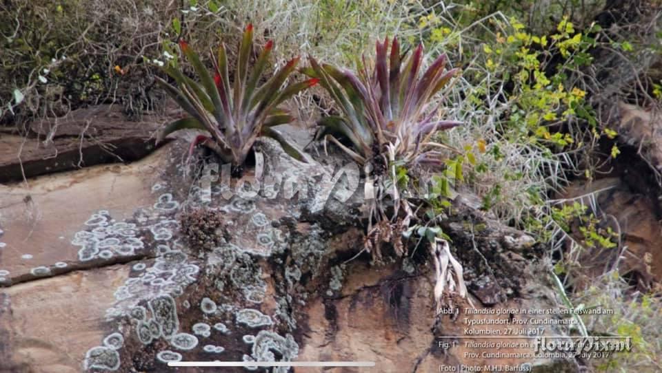 Tillandsia gloriae