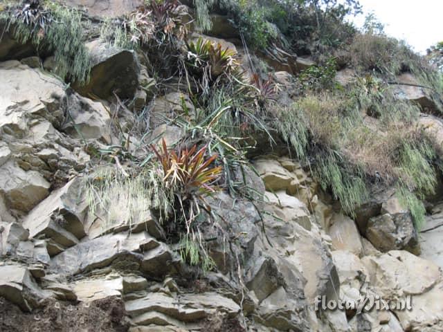 Tillandsia gloriae