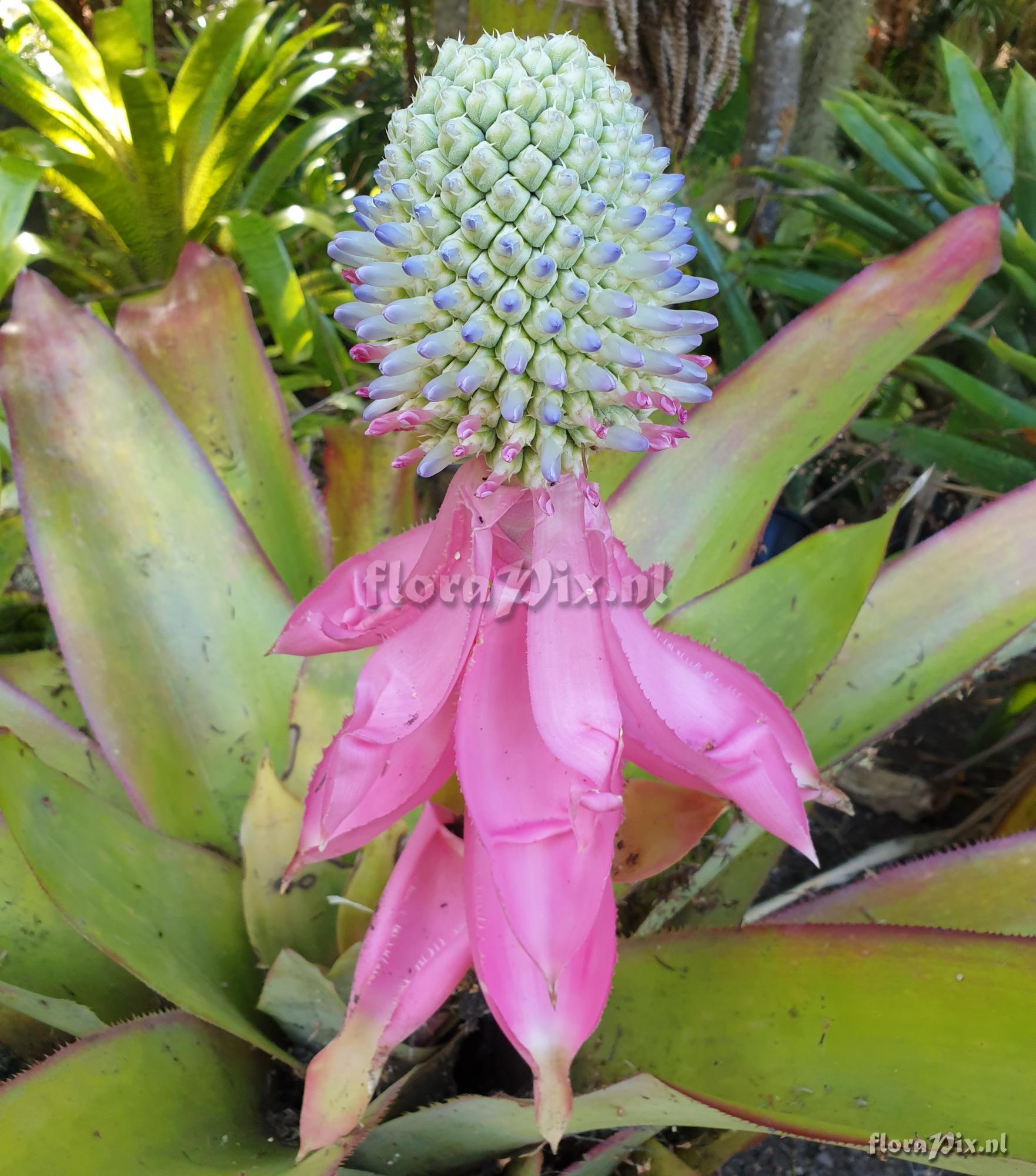 Aechmea mariaereginae