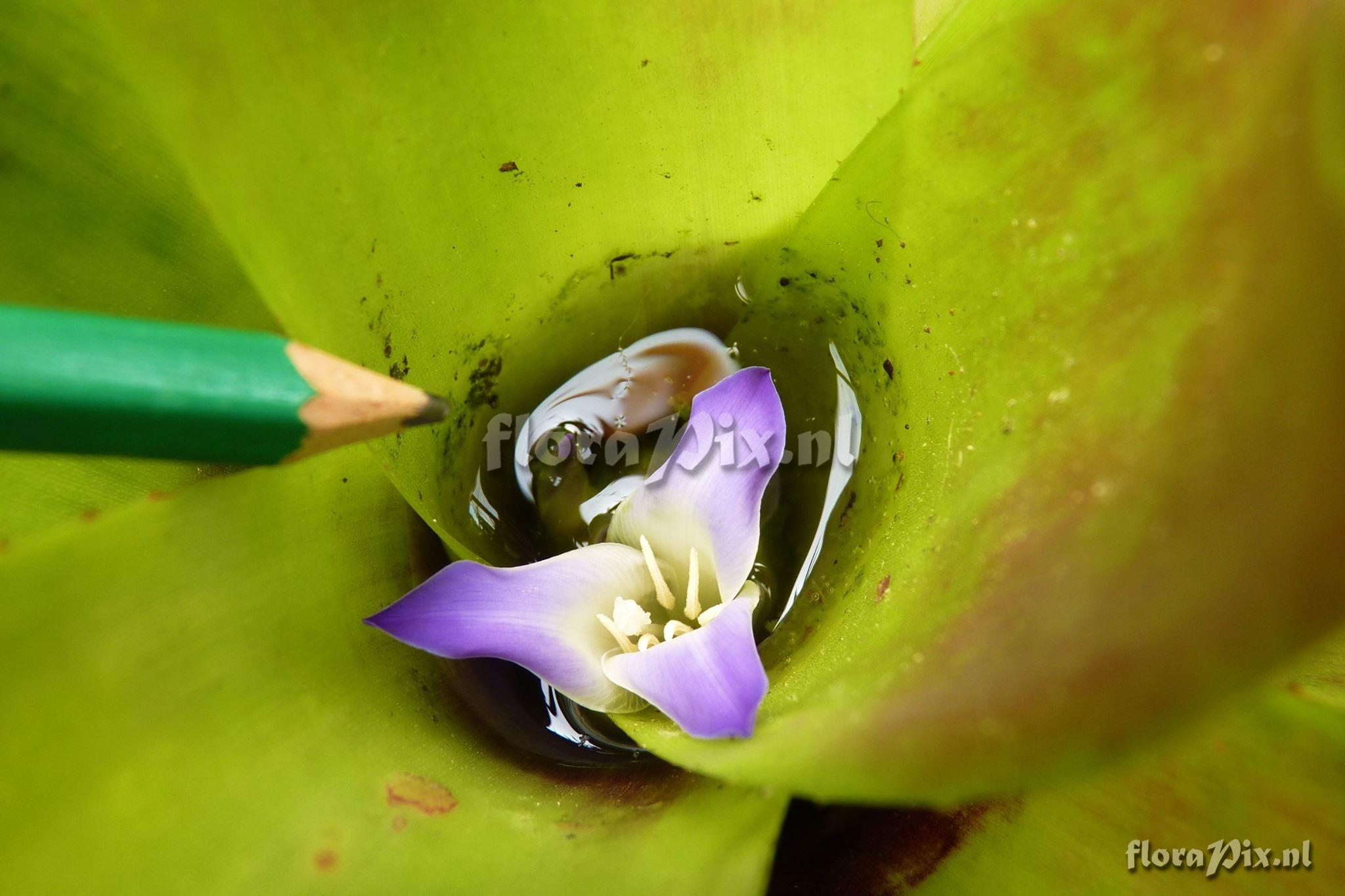 Neoregelia brownii