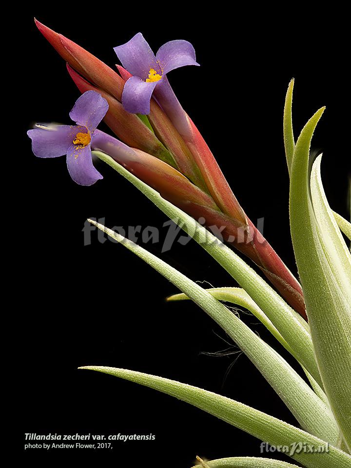 Tillandsia zecheri var. cafayatensis