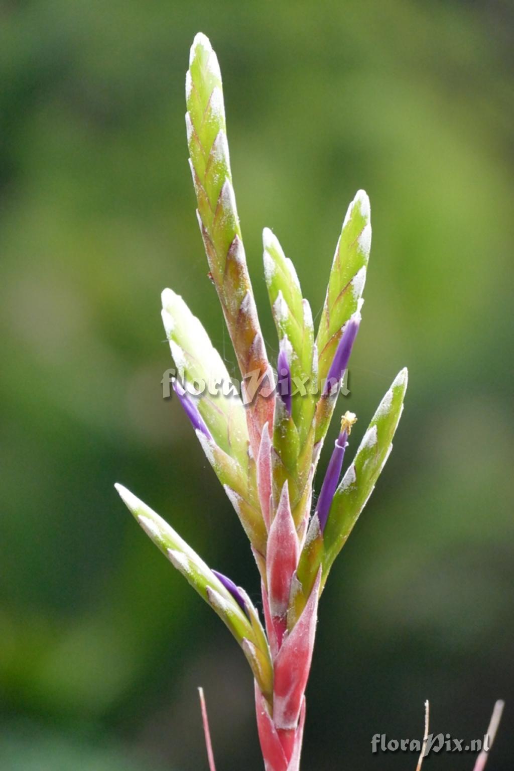 Tillandsia botterii