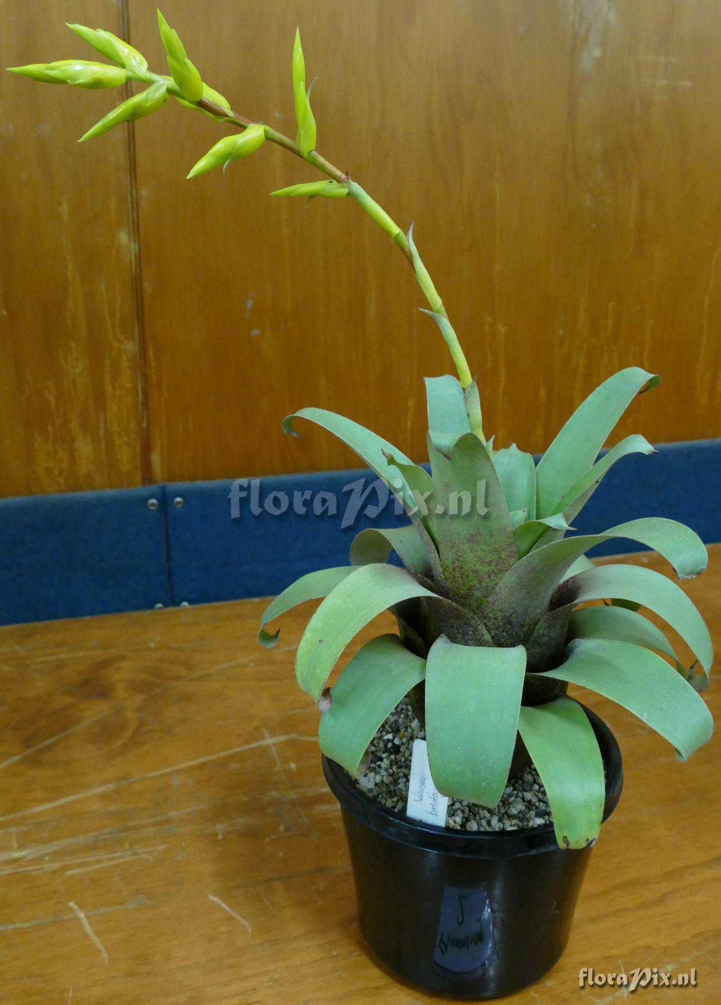 Vriesea botafogensis