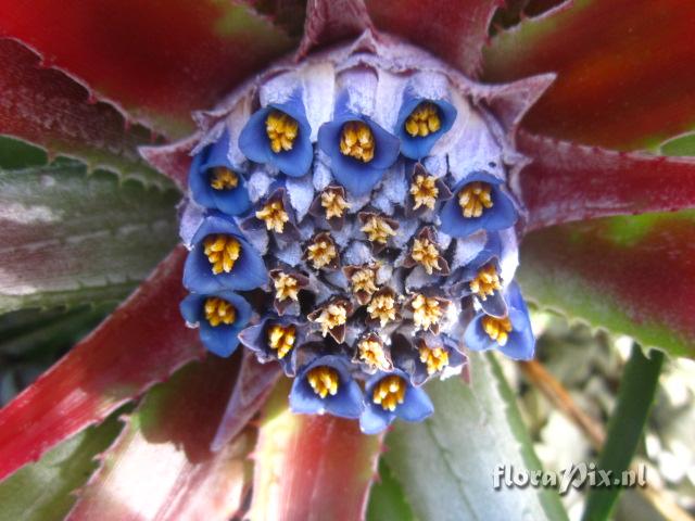 Fascicularia bicolor