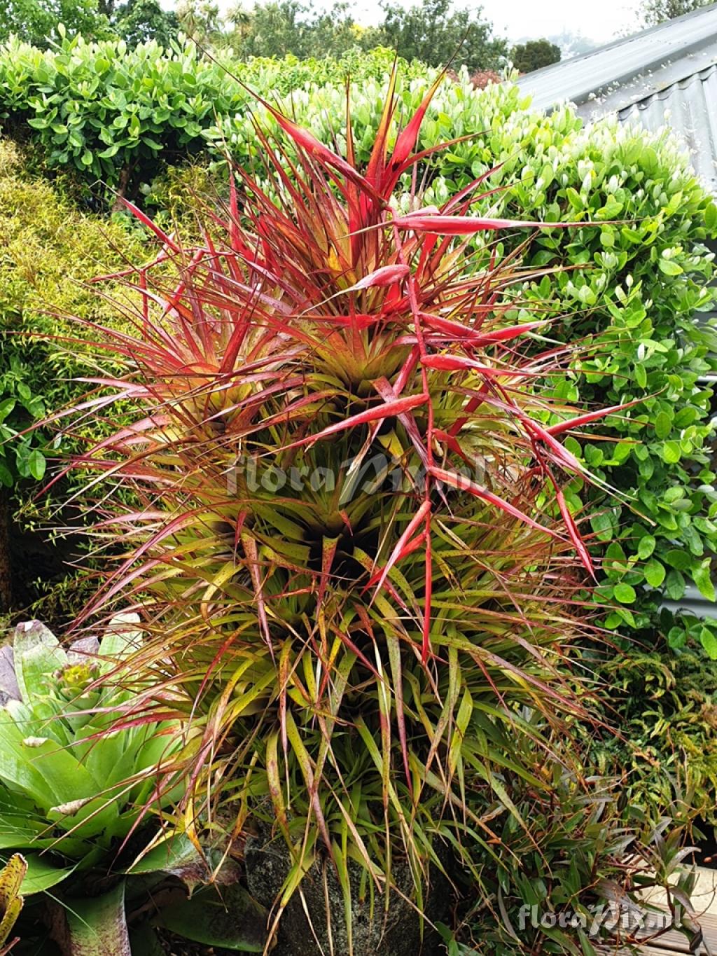 Tillandsia standleyi