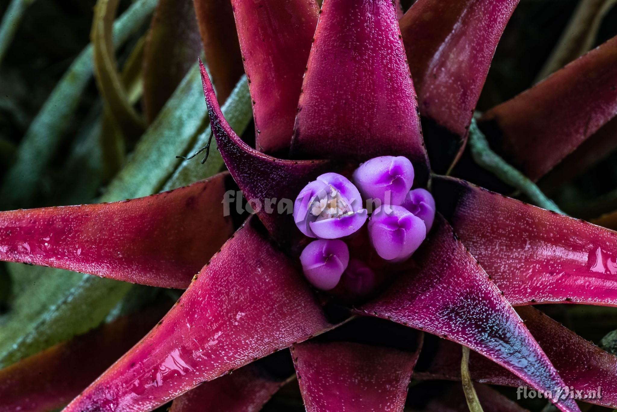 Aechmea recurvata var. benrathii