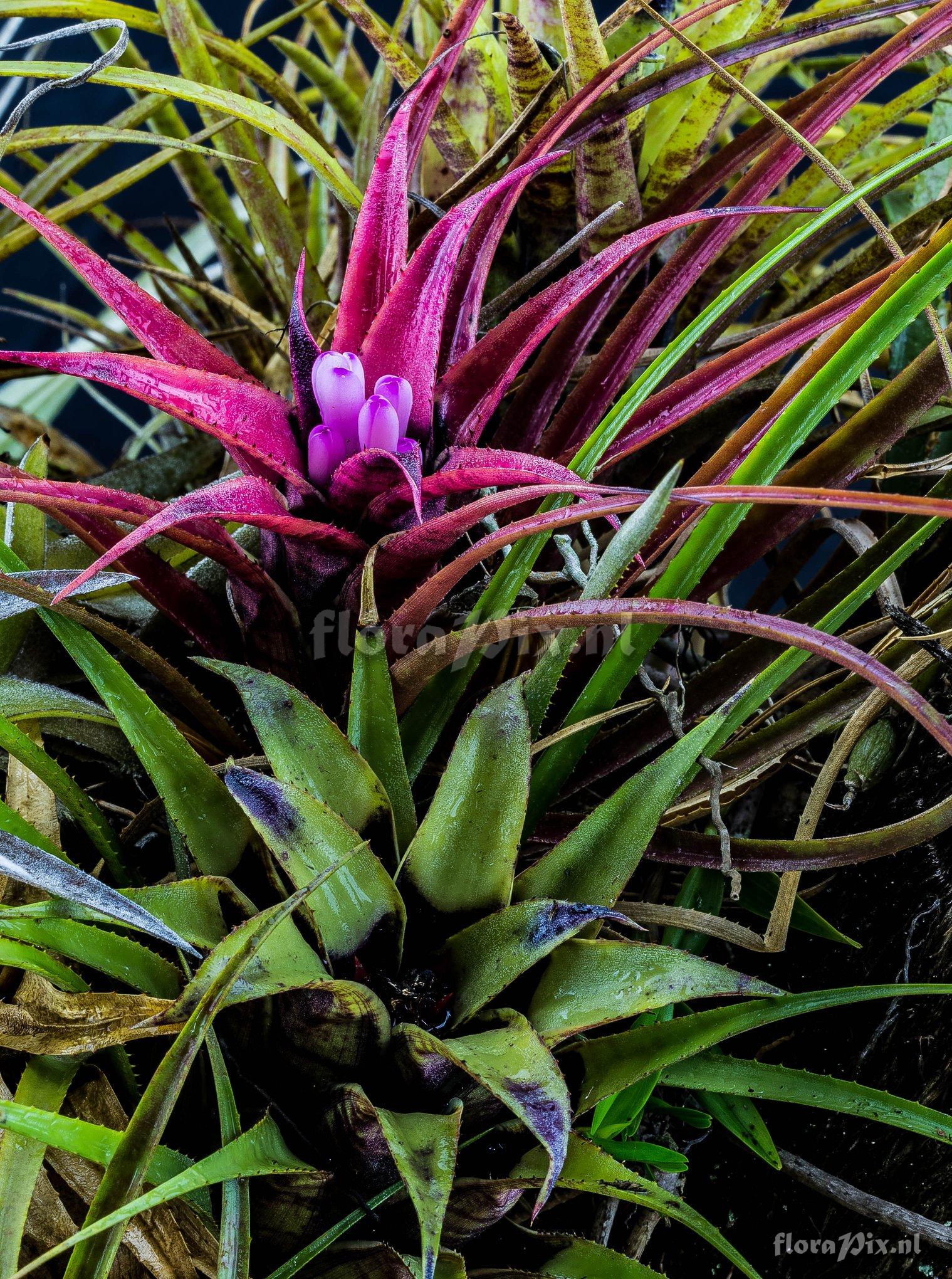 Aechmea recurvata var. benrathii