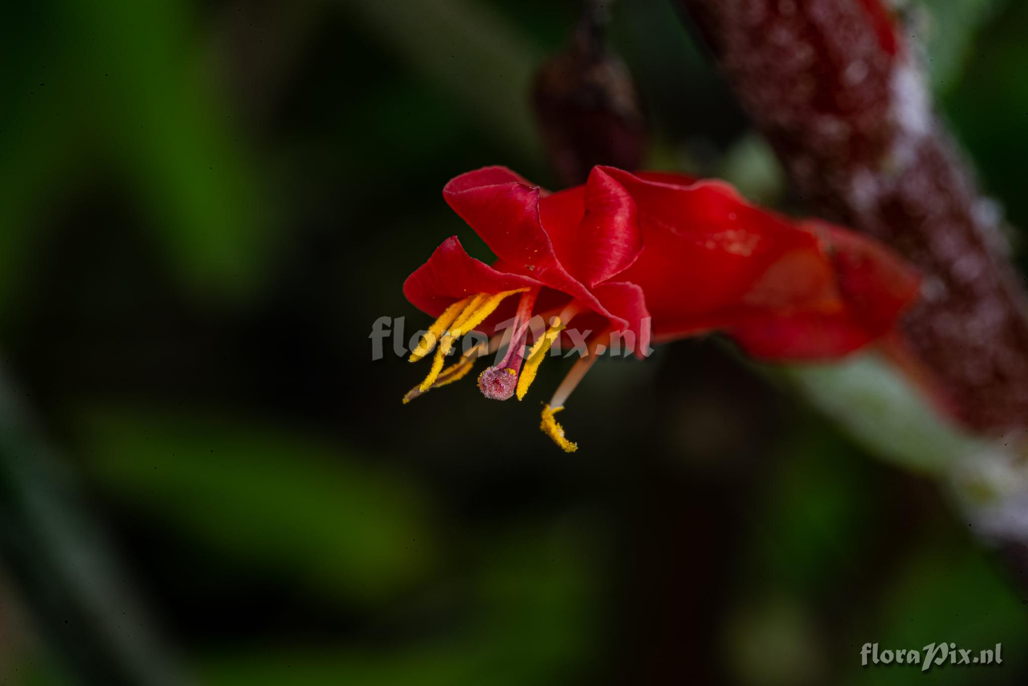 Pitcairnia flammea