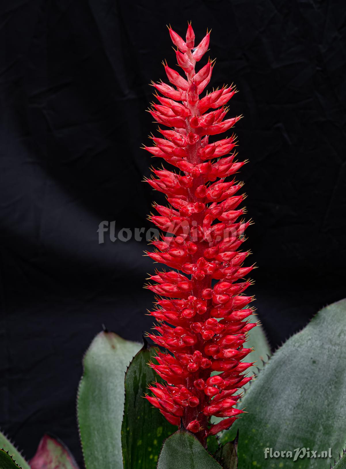 Aechmea phanerophlebia