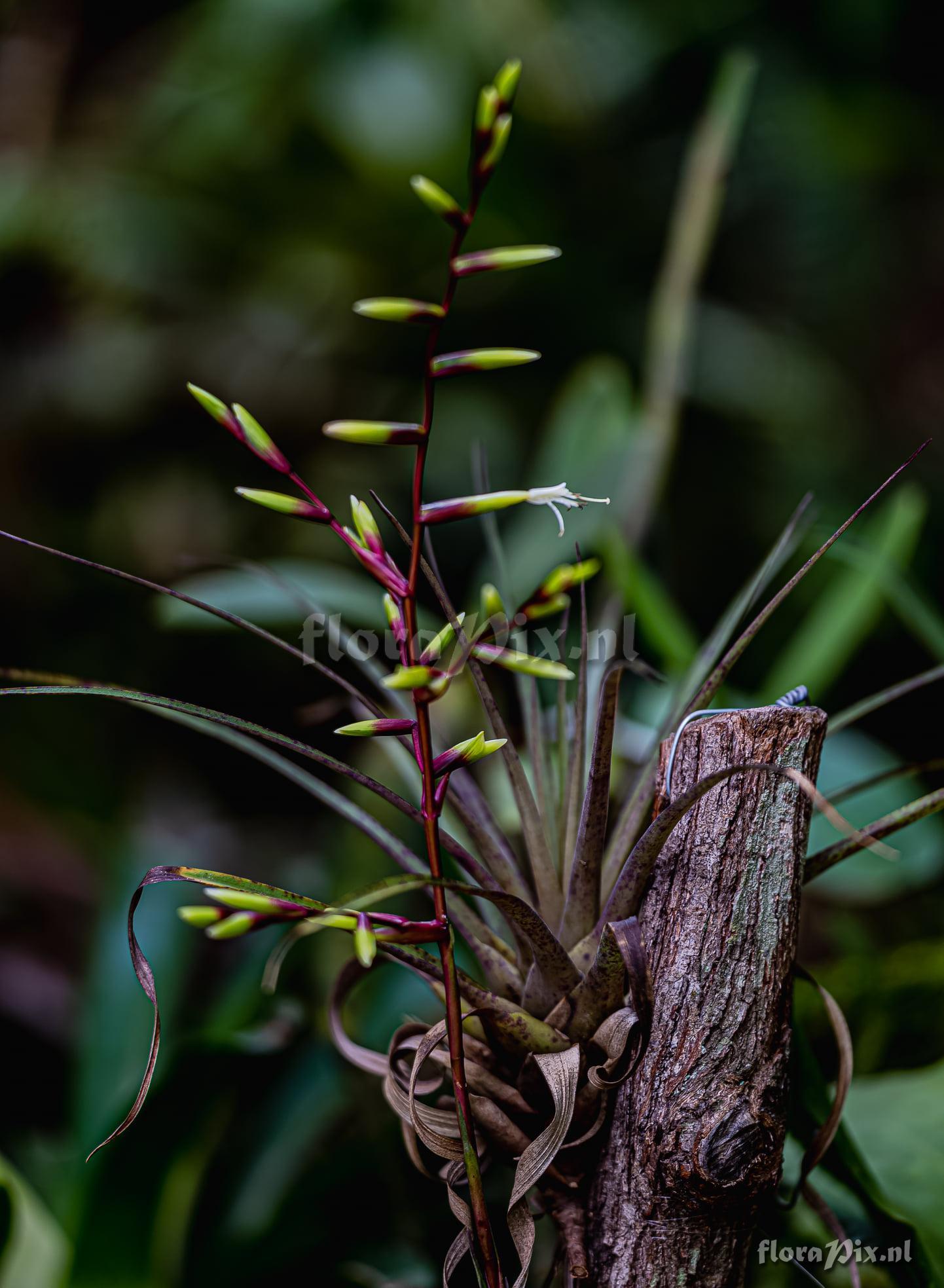 Vriesea lubbersii