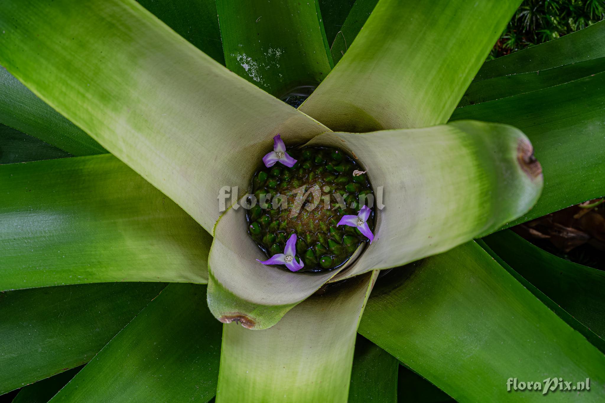 Neoregelia nivea