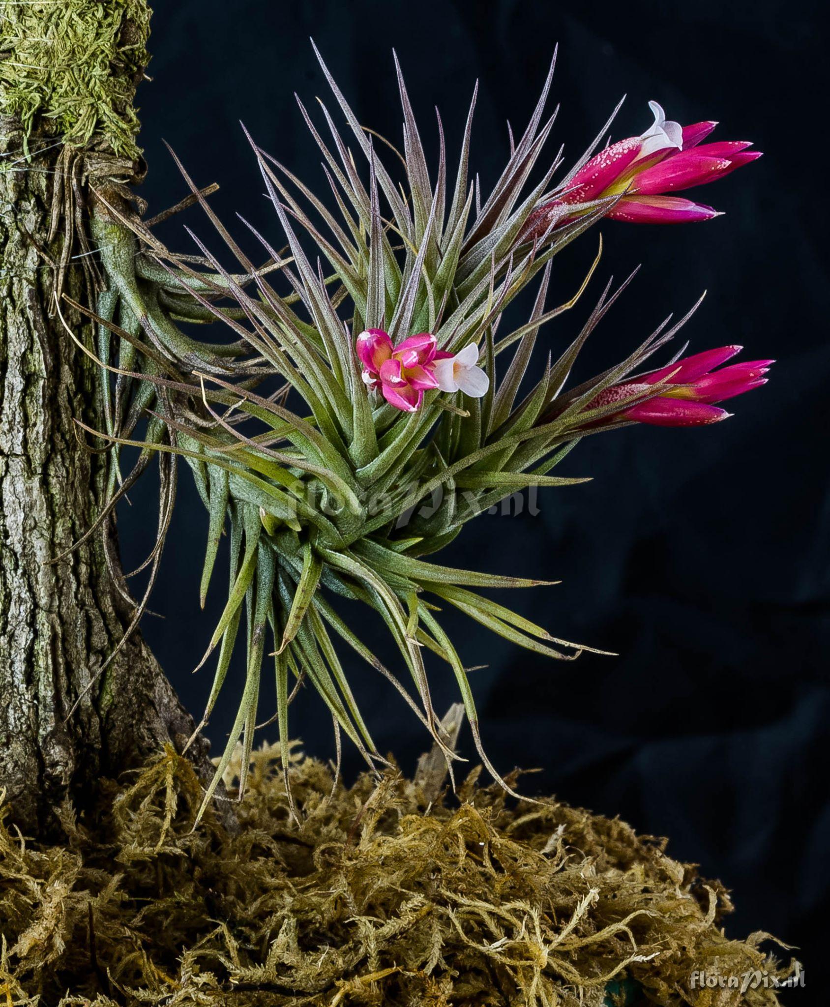 Tillandsia tenuifolia var. vaginata