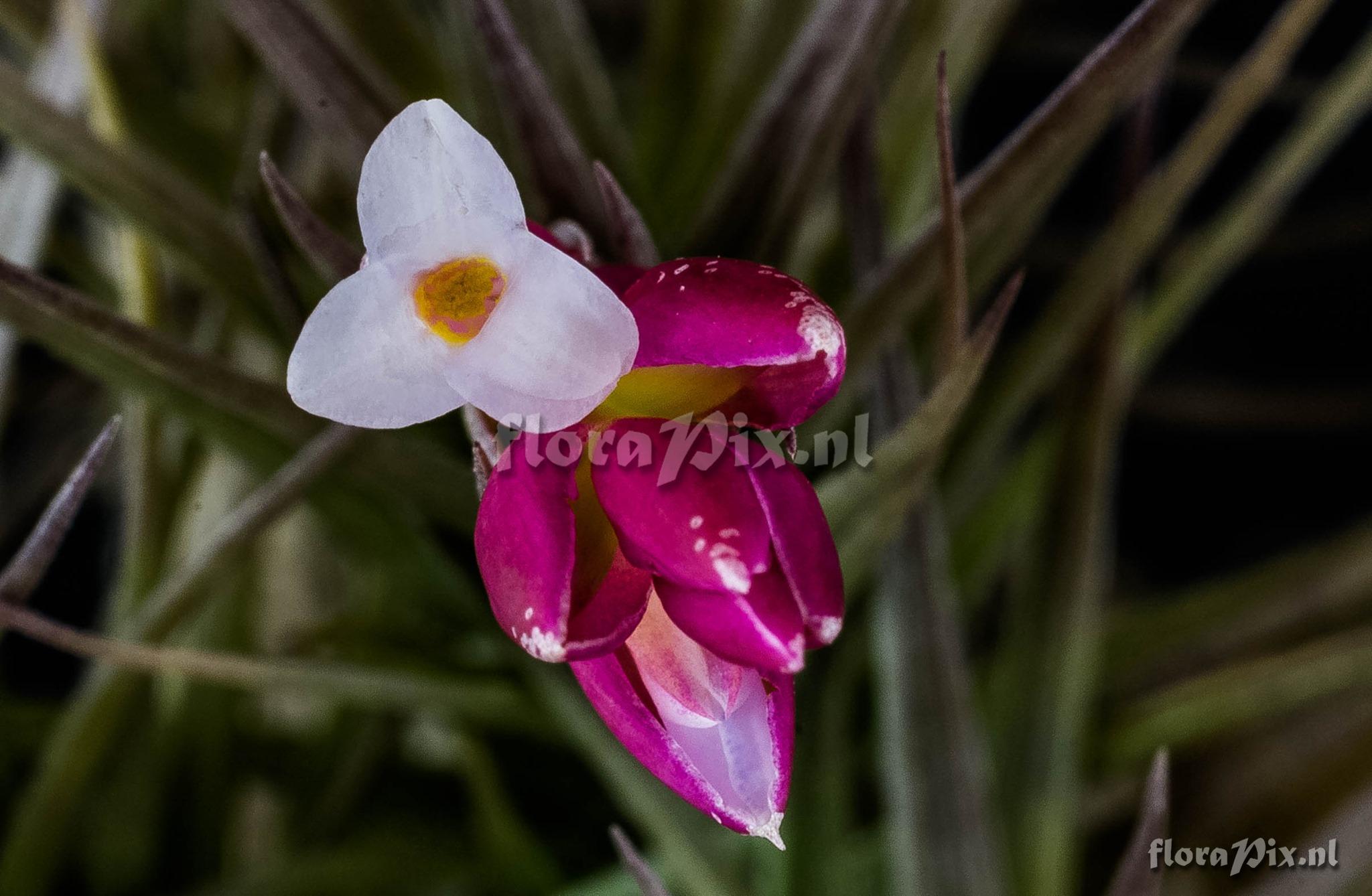 Tillandsia tenuifolia var. vaginata