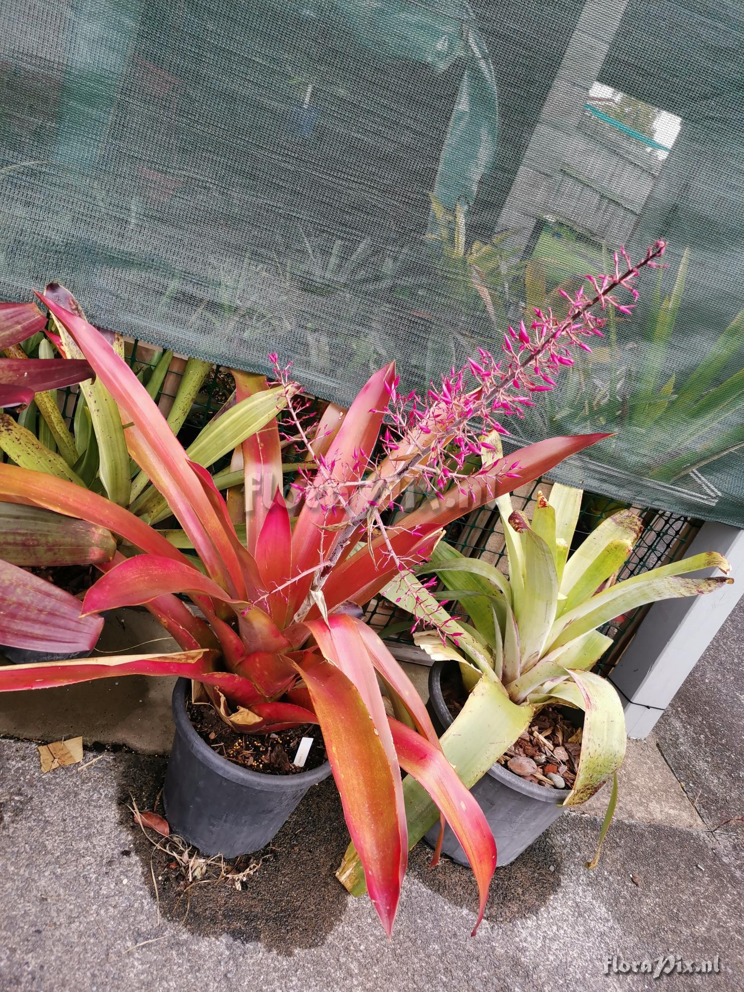 Aechmea spectabilis