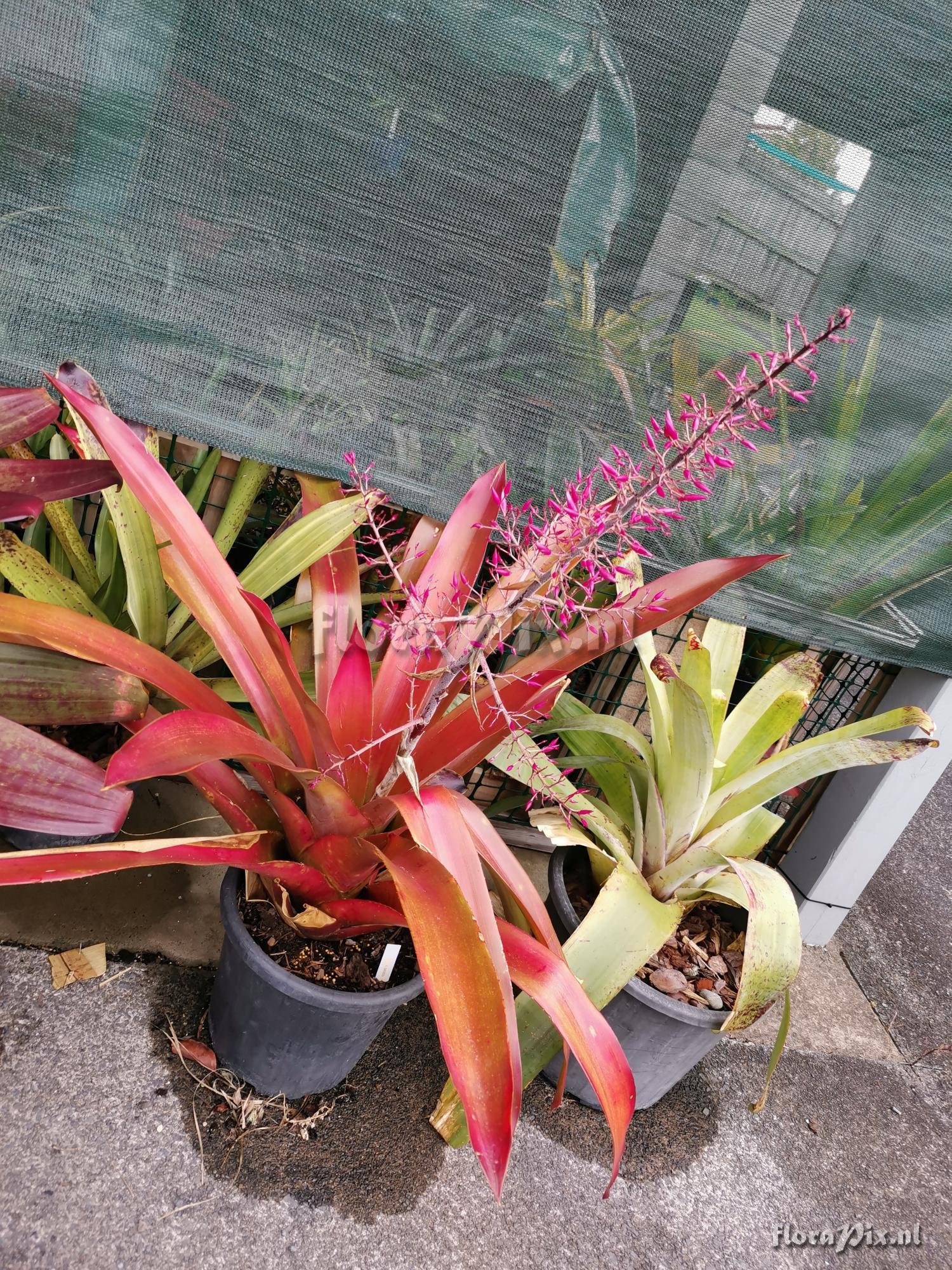 Aechmea spectabilis