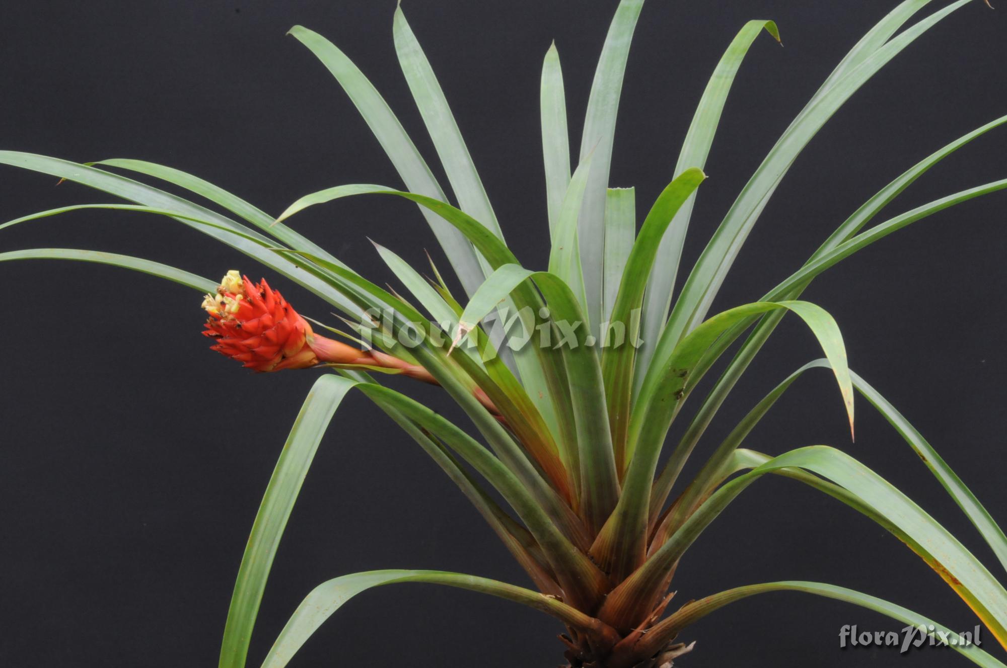 Guzmania devansayana