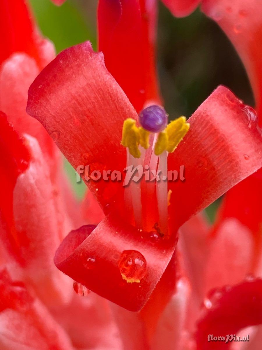 Billbergia pyramidalis