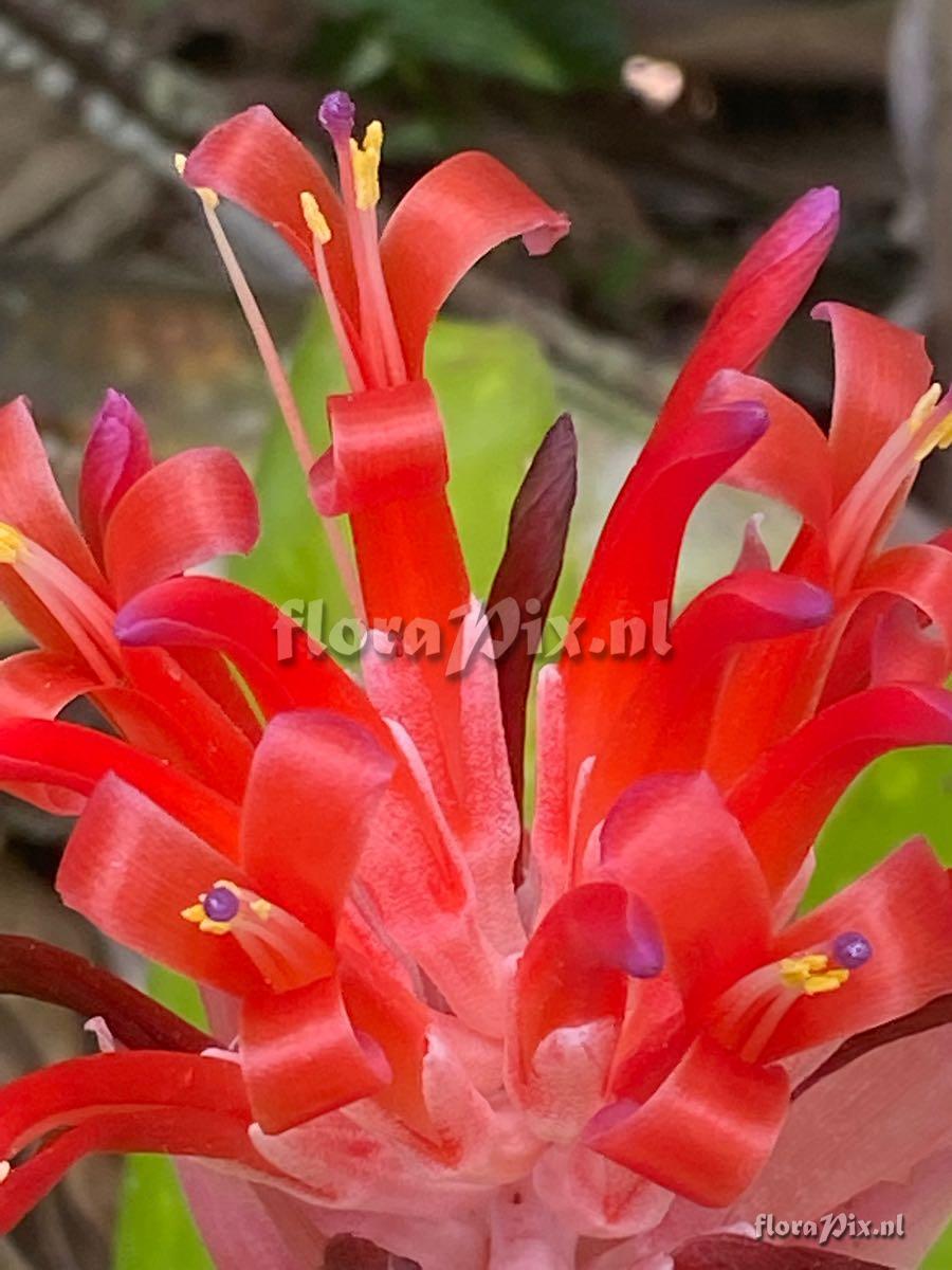 Billbergia pyramidalis