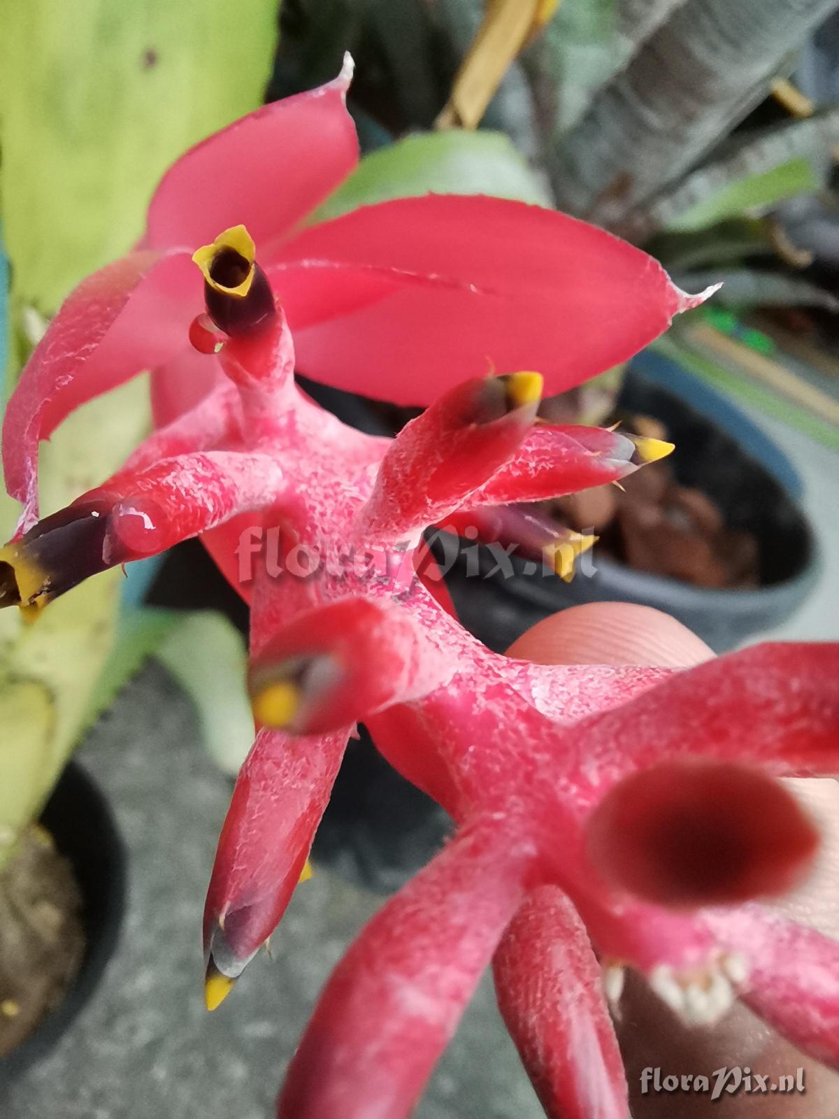 Aechmea nudicaulis var. aureorosea