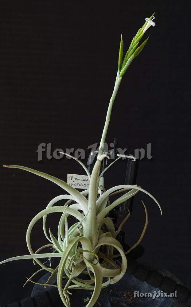 Tillandsia afonsoana