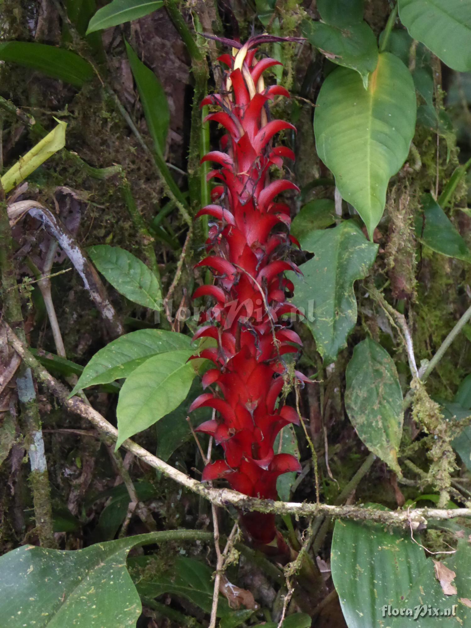 Pitcairnia nigra var. nigra