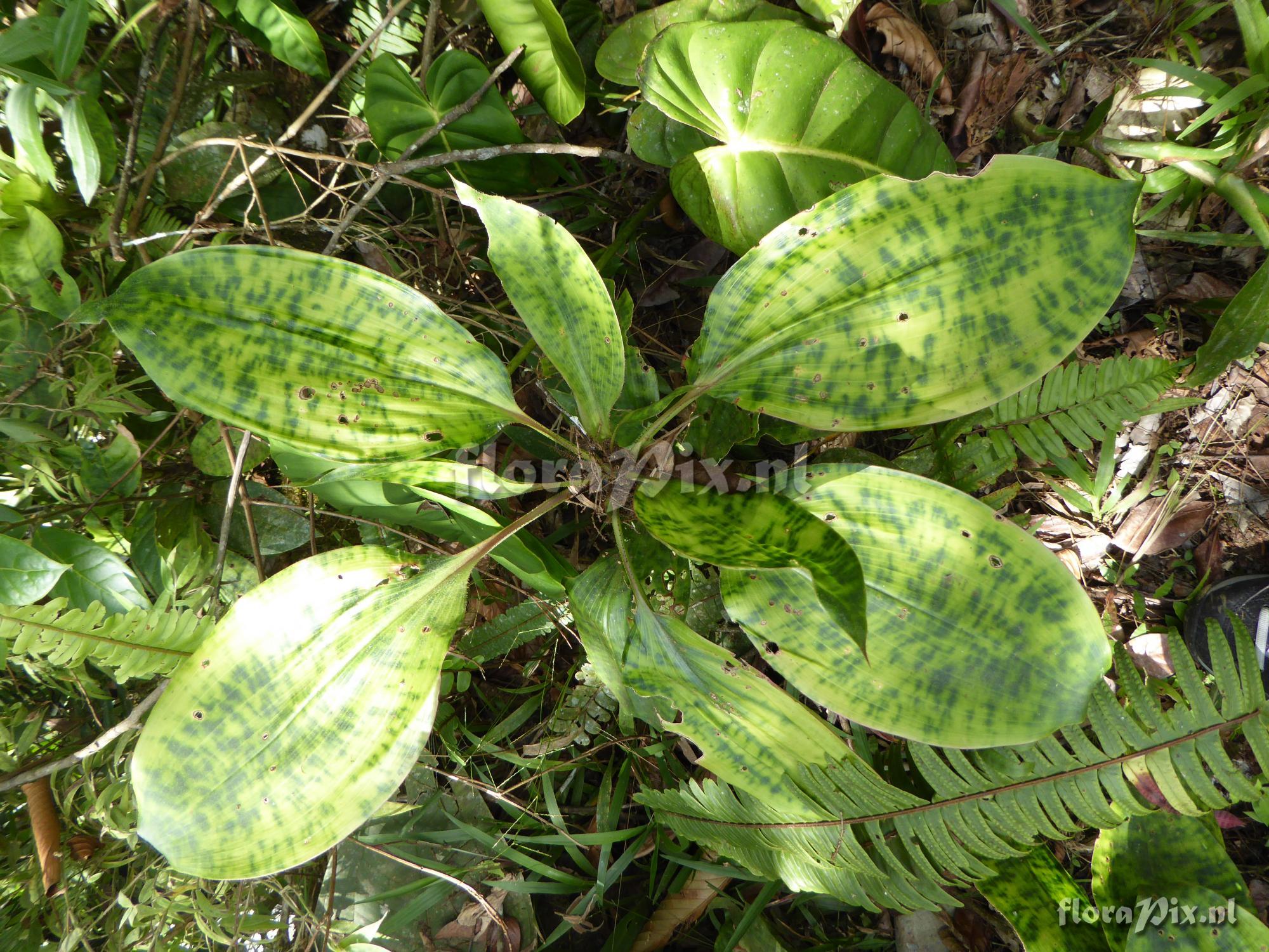 Pitcairnia palmoides