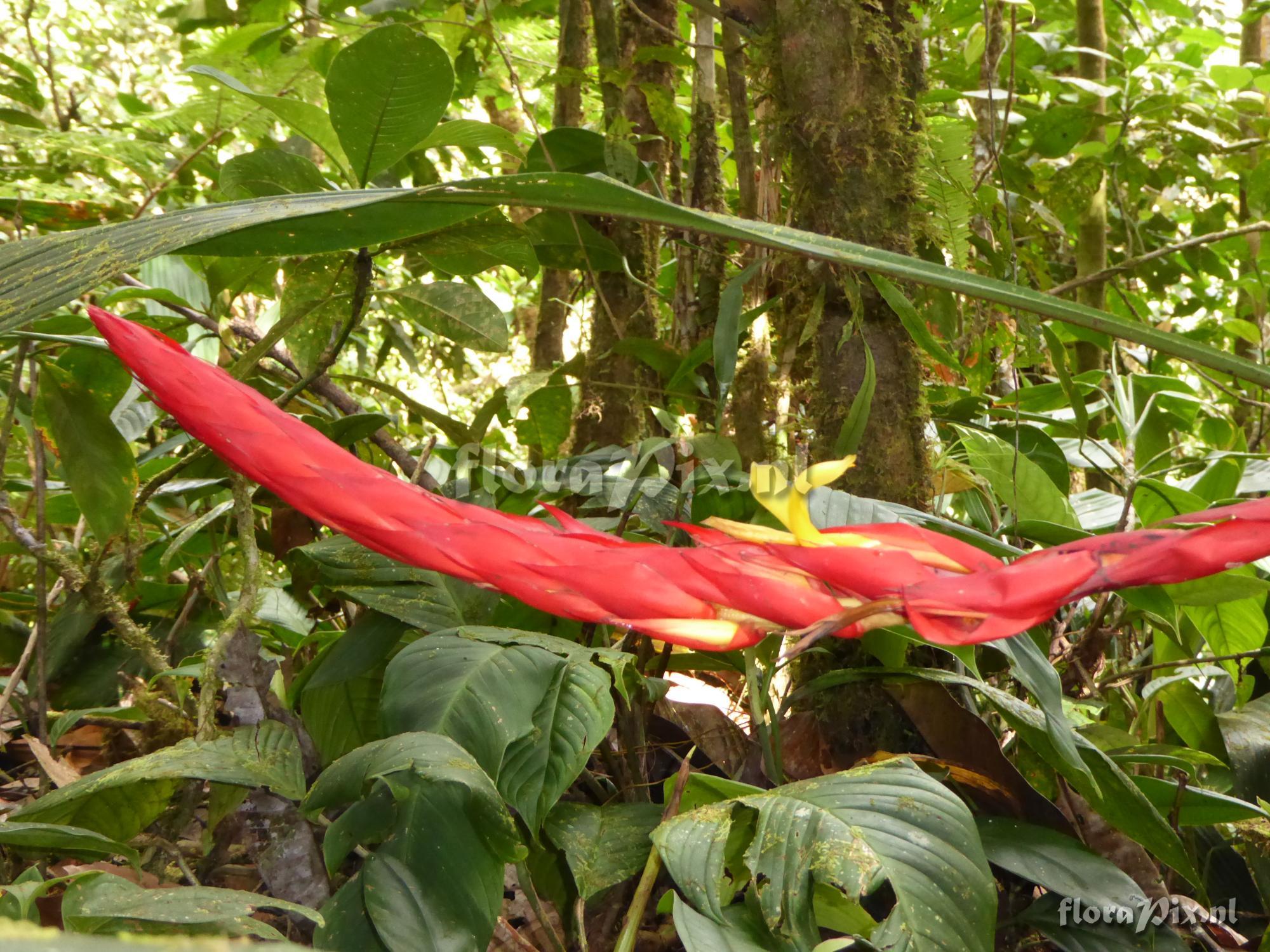 Pitcairnia ferrellingramiae