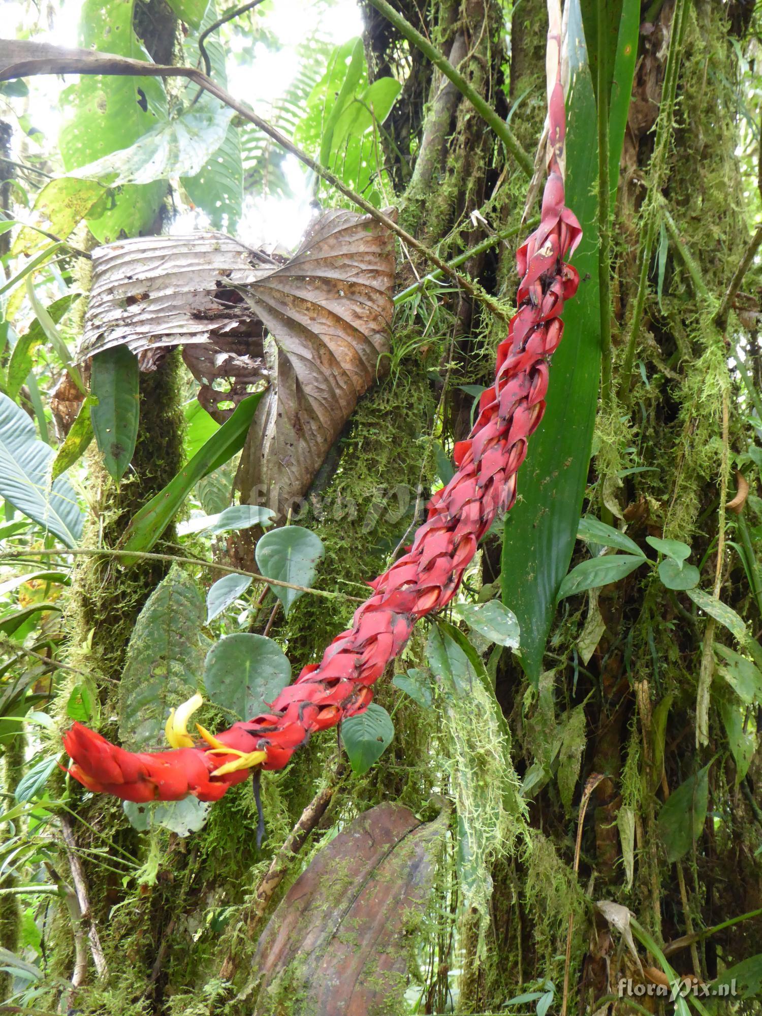 Pitcairnia ferrellingramiae