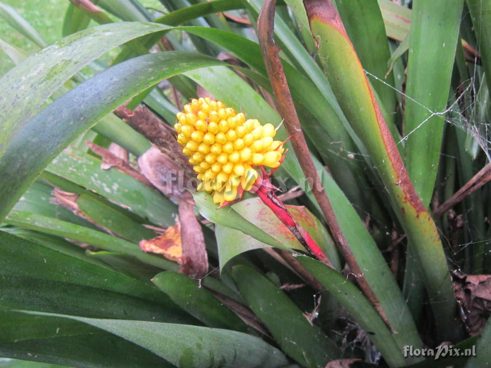 Aechmea calyculata