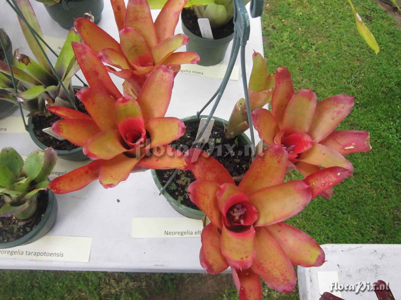 Neoregelia eltoniana