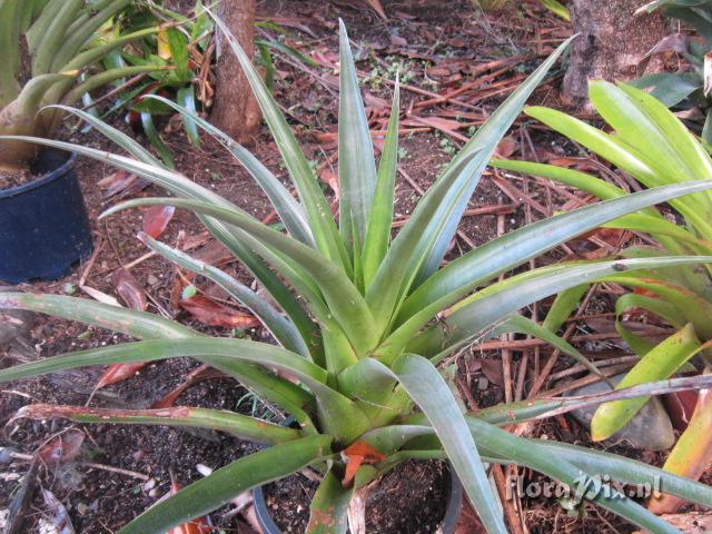 Tillandsia lajensis