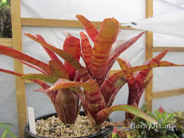 Neoregelia rubrifolia