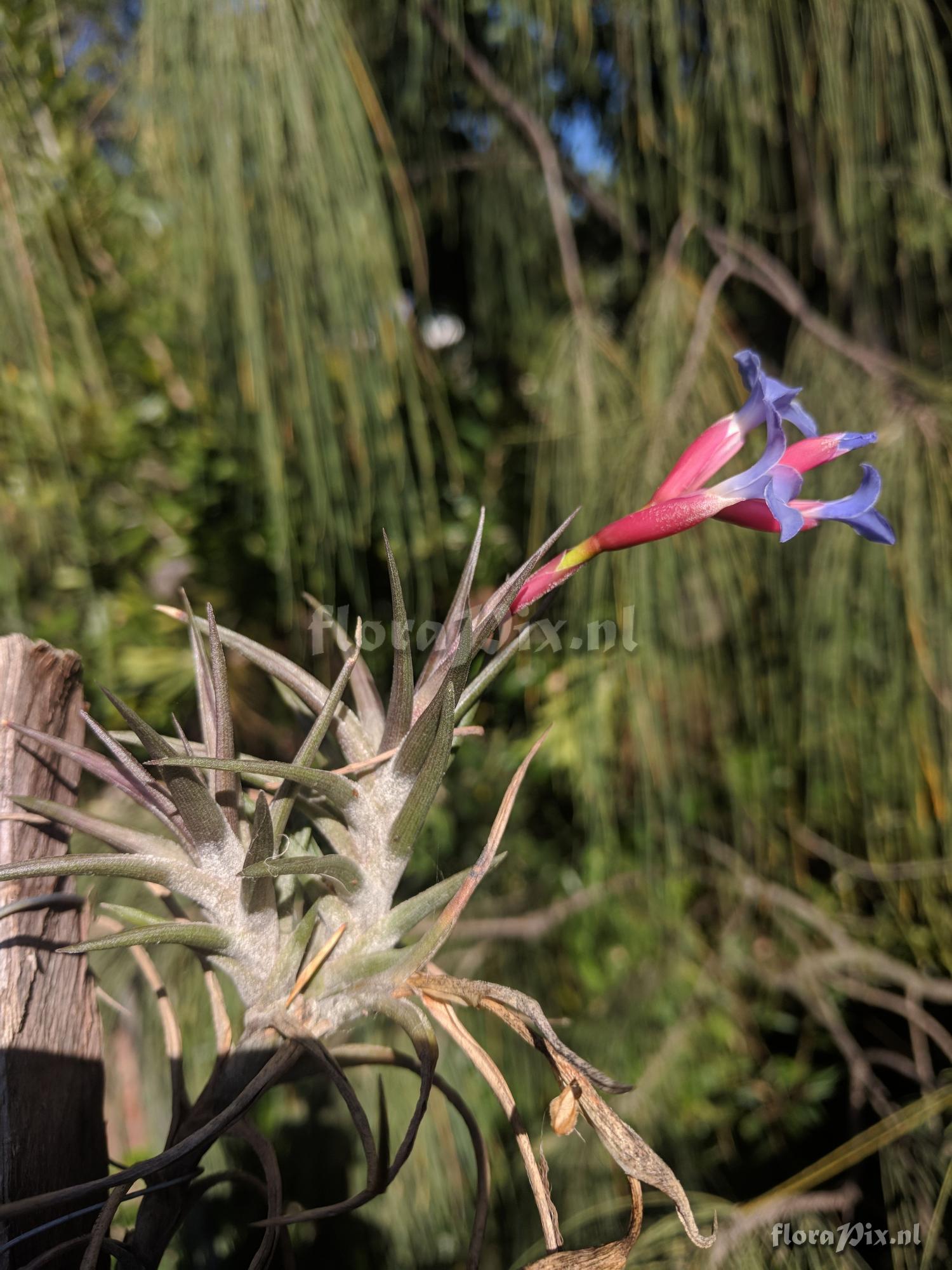 Tillandsia jonesii