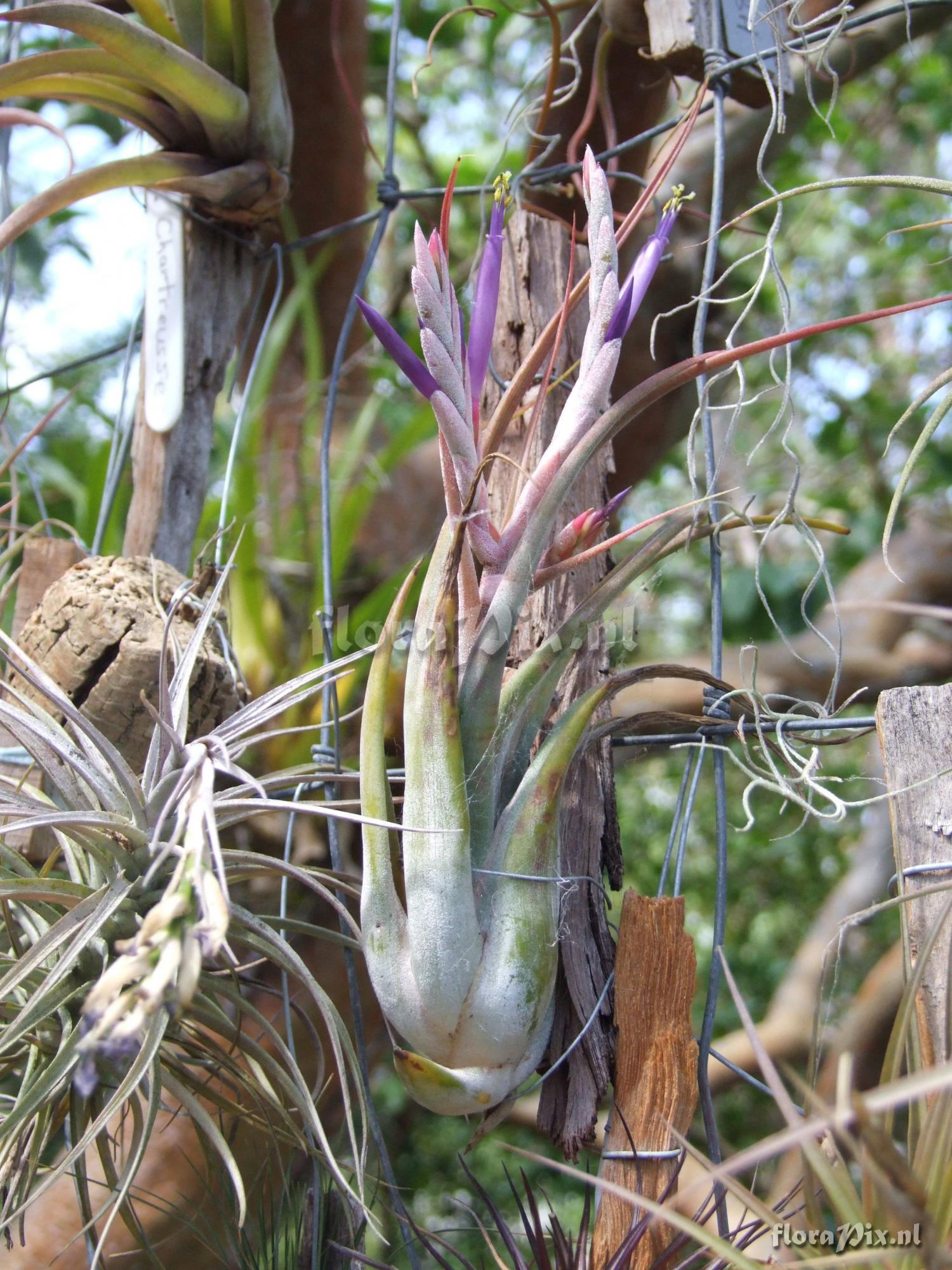 Tillandsia paucifolia